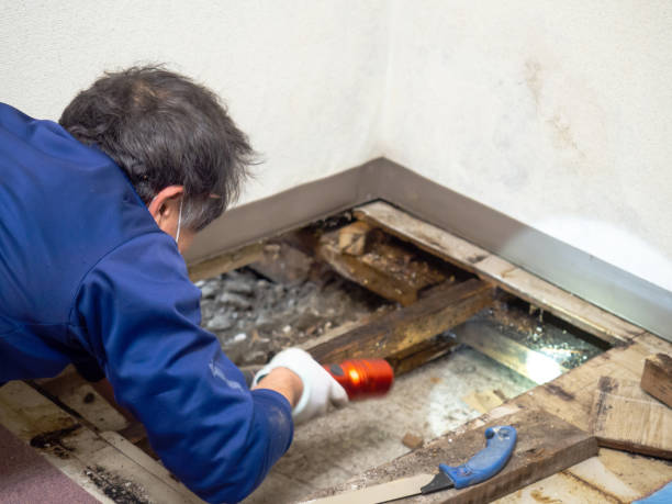 Best Post-Remediation Services in North Richland Hills, TX