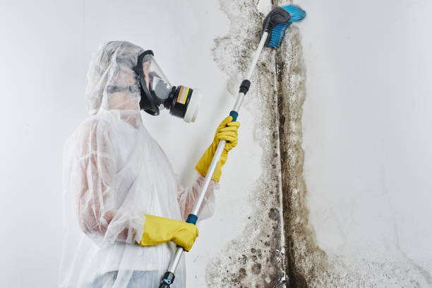 Best HVAC Mold Remediation in North Richland Hills, TX