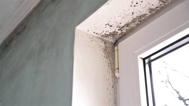 Best Mold Remediation for Schools in North Richland Hills, TX