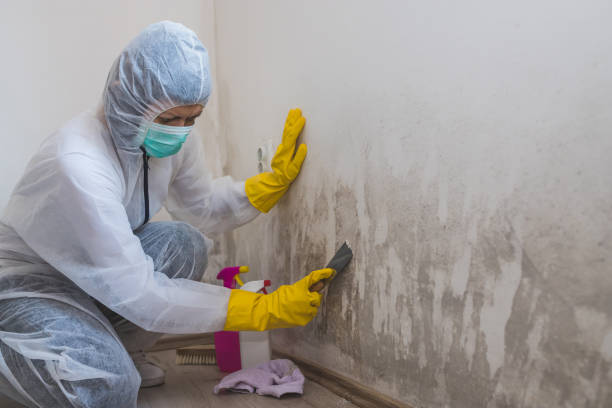Best Mold Remediation for Specific Building Types in North Richland Hills, TX