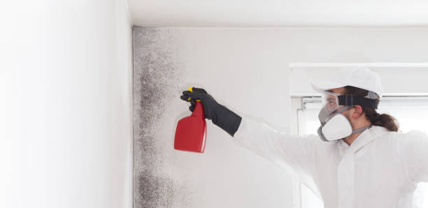 Best Bathroom Mold Remediation in North Richland Hills, TX