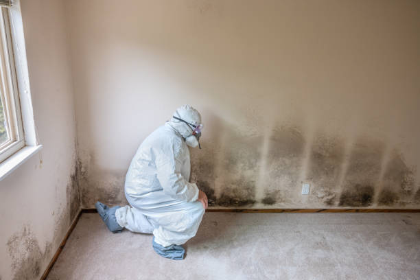 Best Black Mold Remediation in North Richland Hills, TX