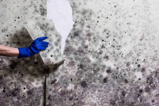 Best Mold Remediation for Specific Building Types in North Richland Hills, TX